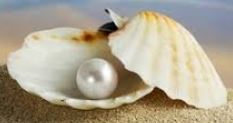 pearl-oyster-shell