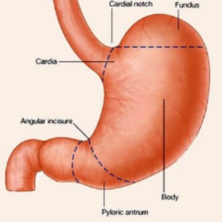 stomach-in-hindi