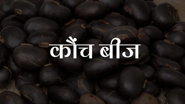 Kaunch Beej in Hindi